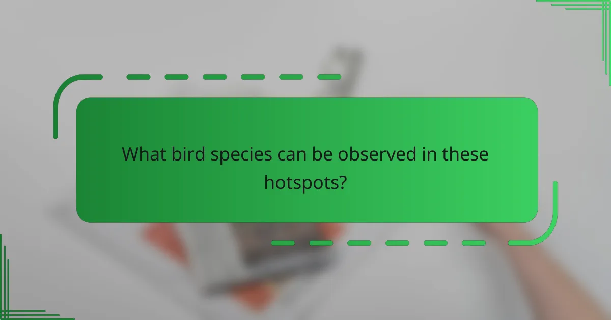 What bird species can be observed in these hotspots?